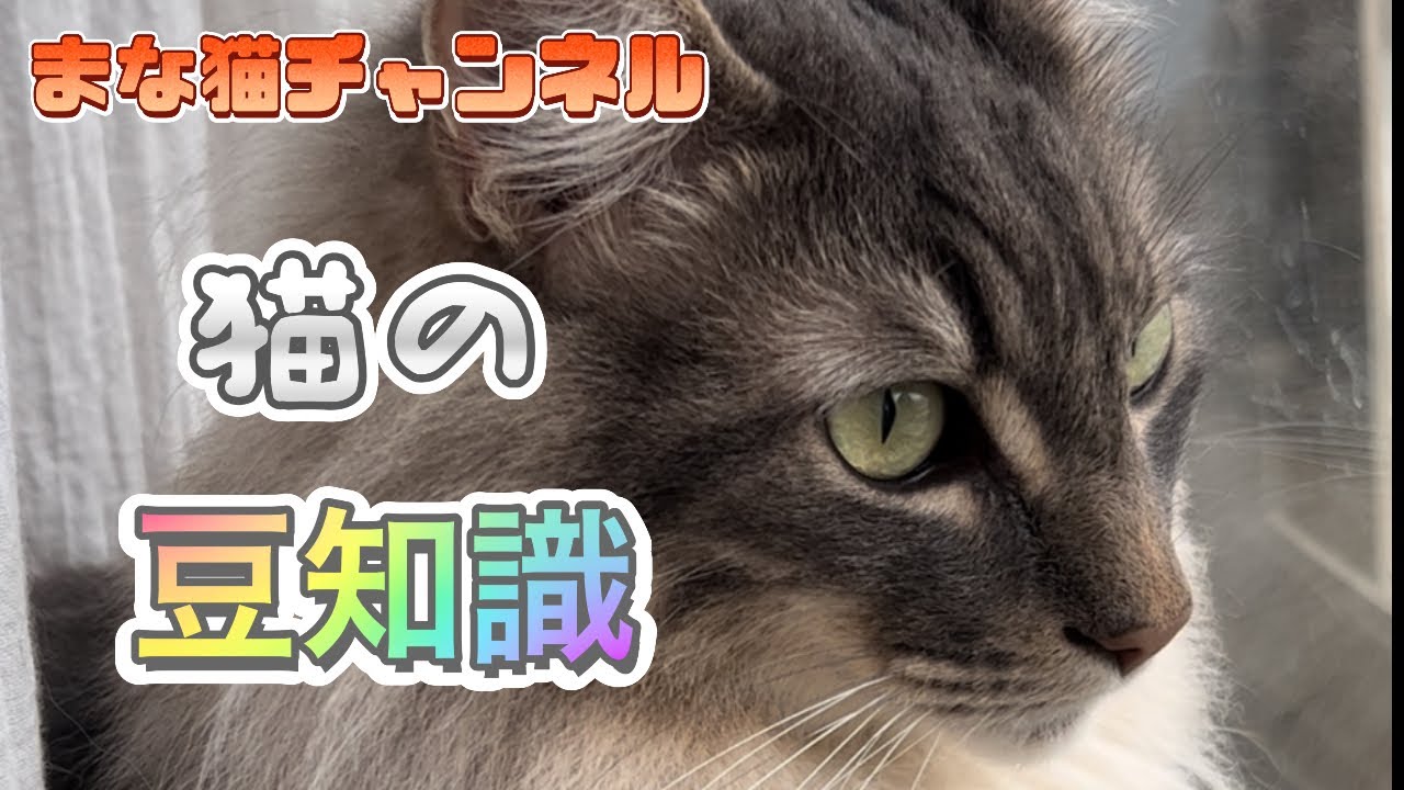 猫の豆知識 #猫動画 #ノルウェージャンフォレストキャット #アビシニアン #サイベリアン #cat #まな猫