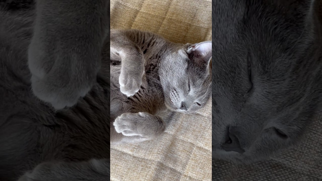 【ロシアンブルー】めろん、今日も穏やかに過ごせました😊【猫】#shorts