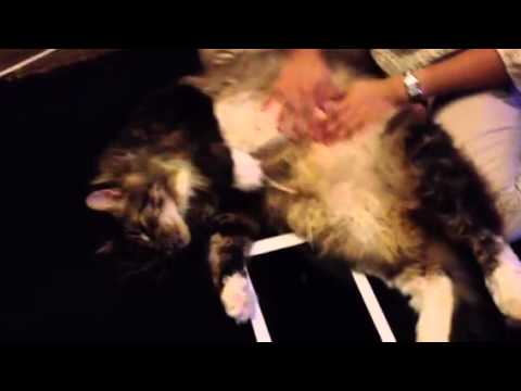 ノンちゃんぐちゃぐちゃ