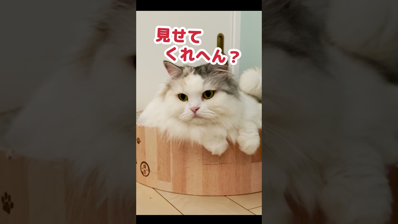 猫が喜ぶ『撫でポイント』はコチラ…？ #Shorts