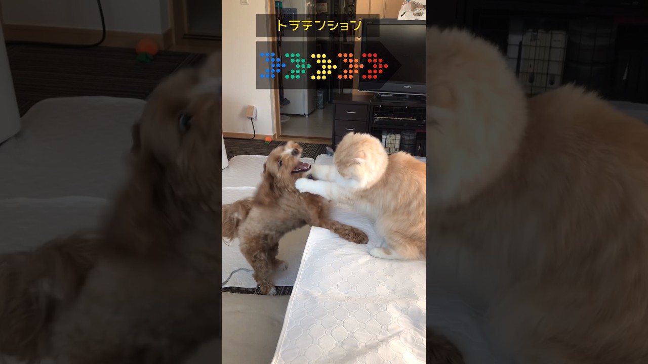 びっくりする程急激に冷める仔猫 #shorts #猫 #スコティッシュフォールド