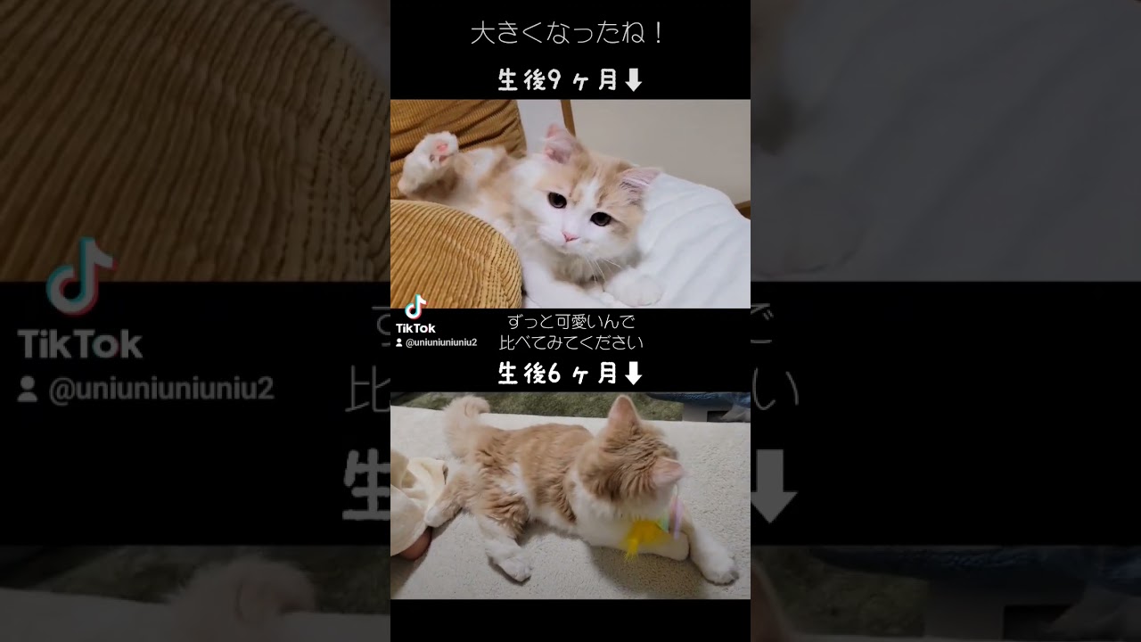 子猫の3ヶ月の成長が可愛い #ラガマフィン #猫動画 #cat #子猫 #癒し #shorts