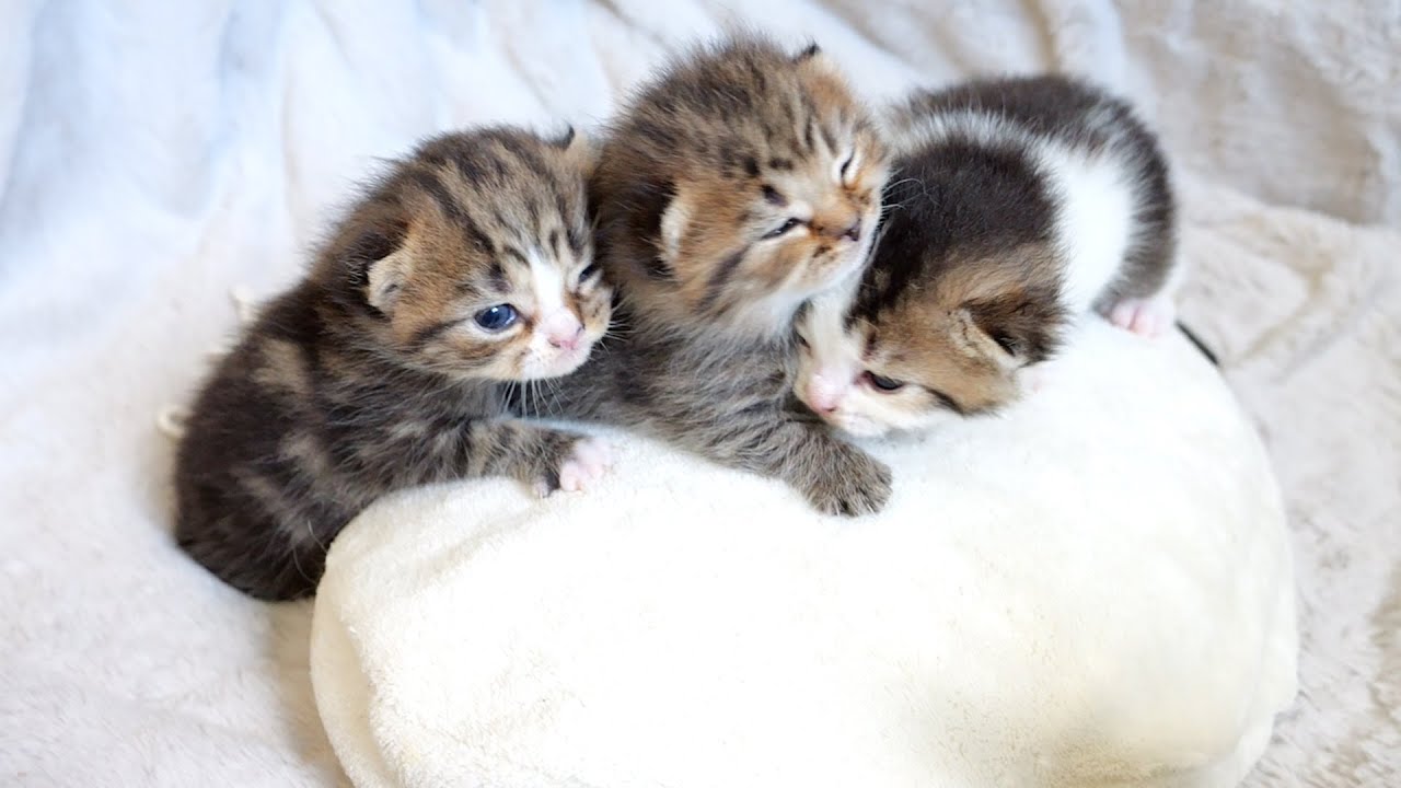 Growth story of three kittens Part.1