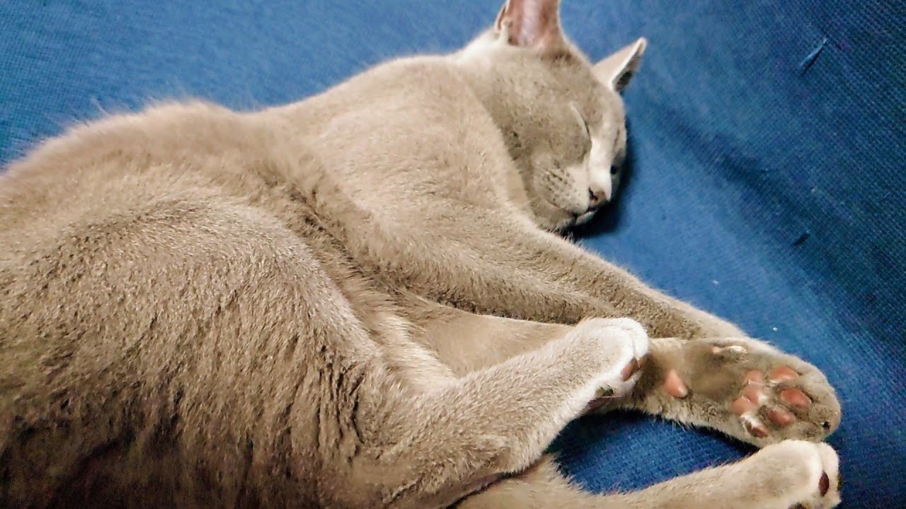 【猫動画】とても眠い日のロシアンブルー【russianbule】Russian blue on a very sleepy day
