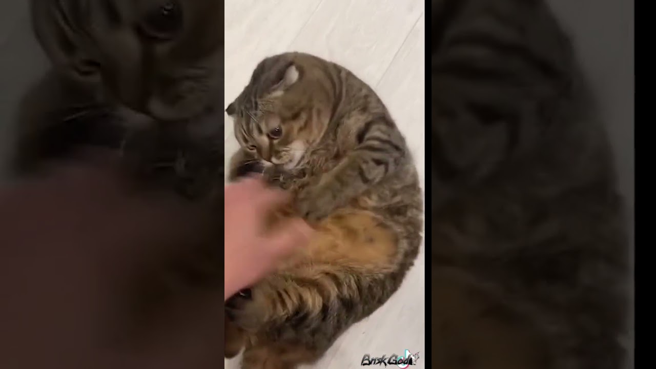 How to bully my big fat brown cat?