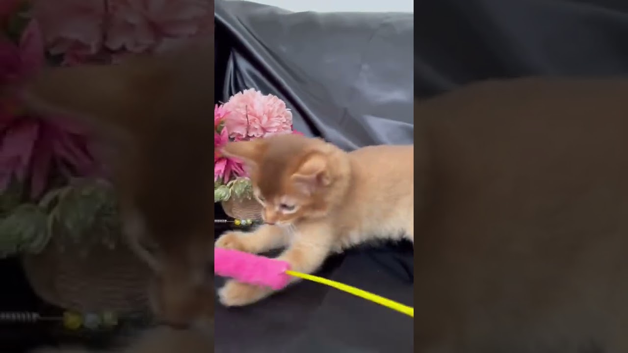 ソマリレッド シナノゴールド 生後45日Somali kitten, 45 days old