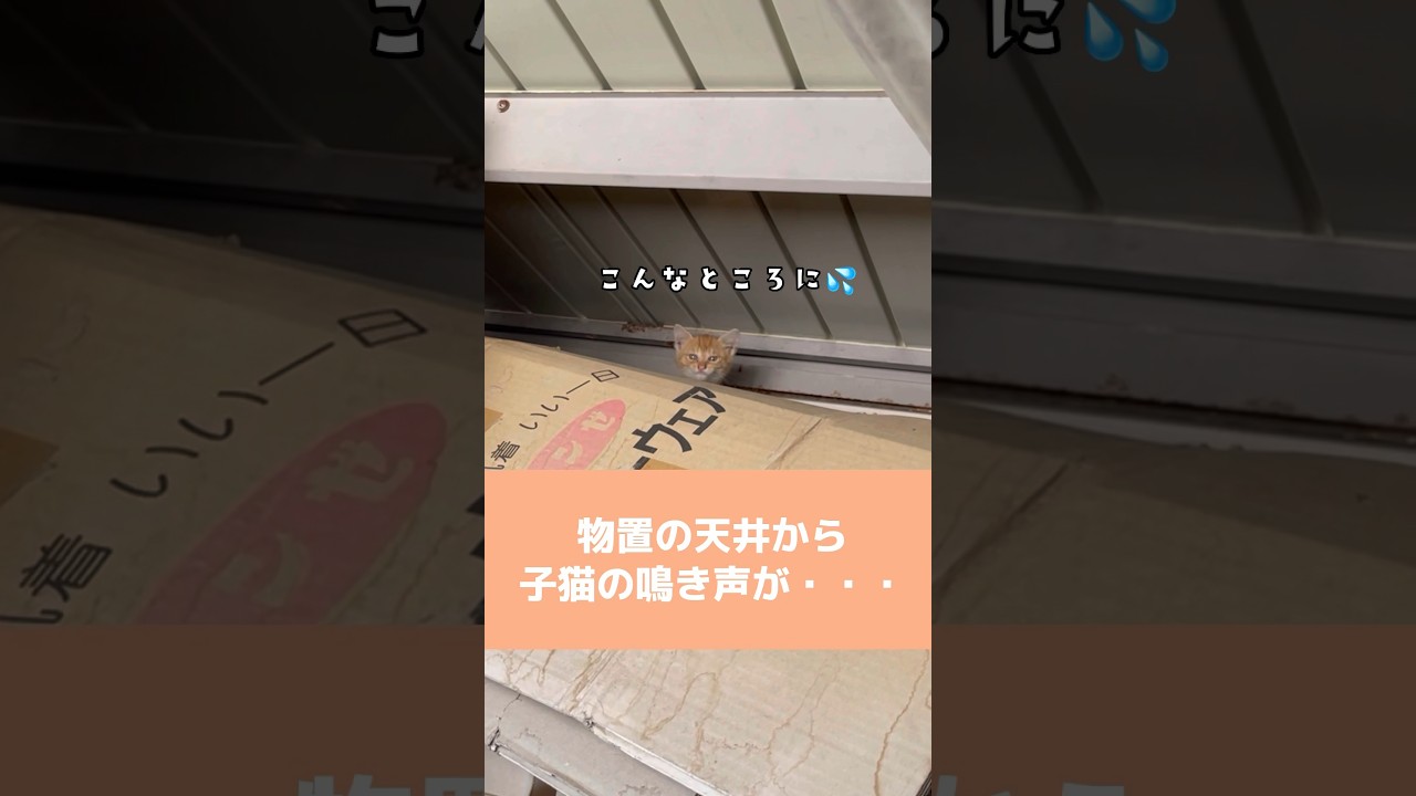 アツアツ天井から子猫を保護…ひとり取り残された子猫の悲鳴！ / kitten asking for help #shorts