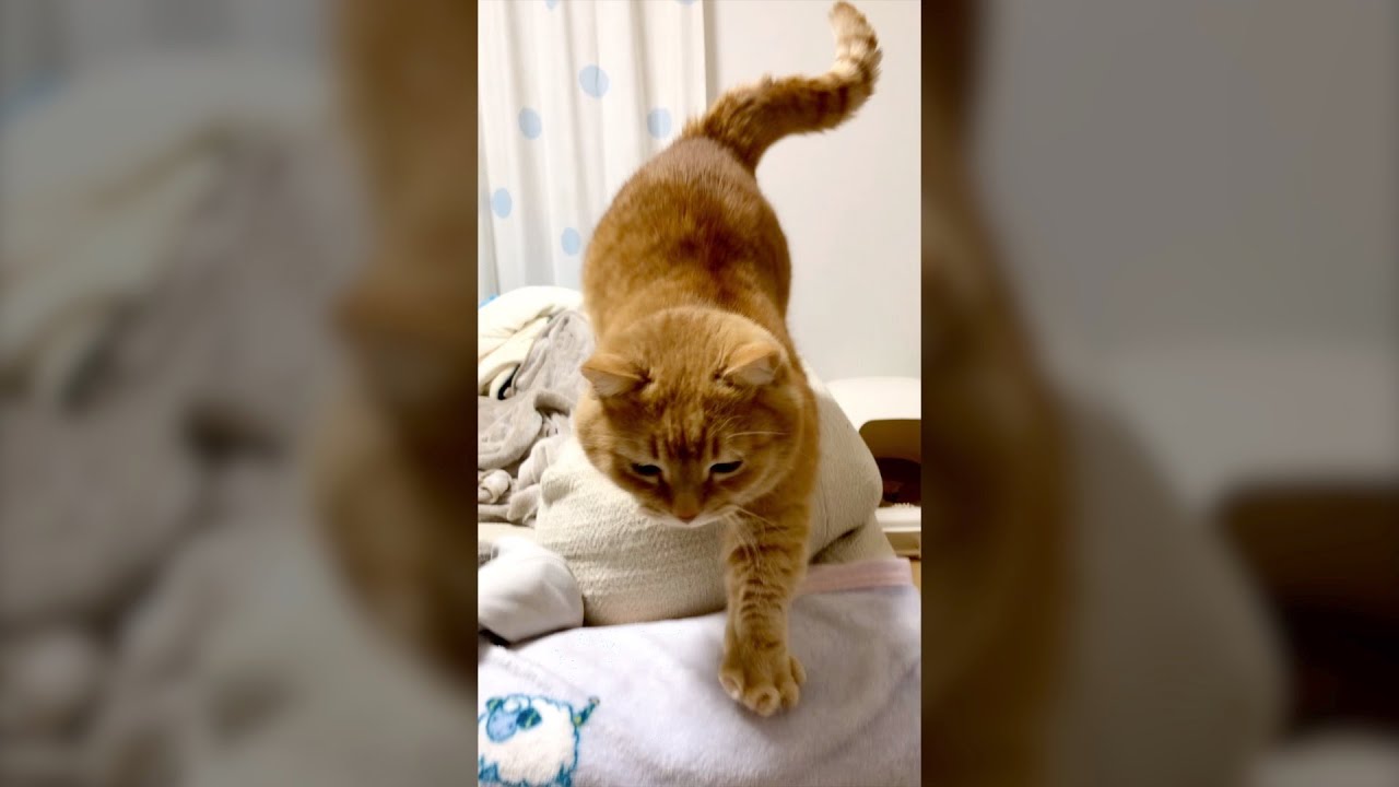 うにゃうにゃ言いながら背伸びする短足マンチカン#Shorts