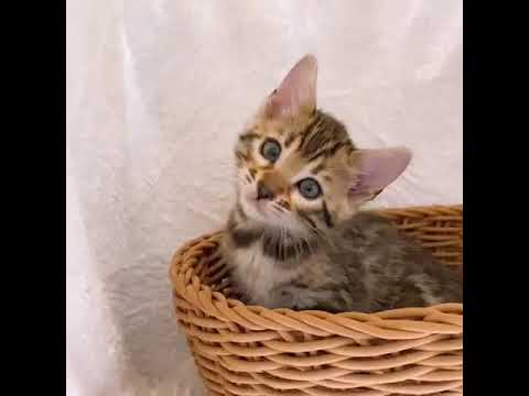 ベンガル ブラウンスポティッドタビーの女の子。