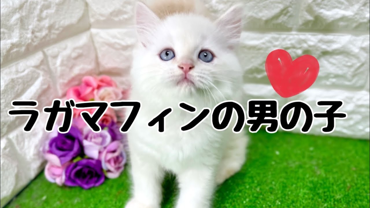 ラガマフィンの子猫　（和歌山）
