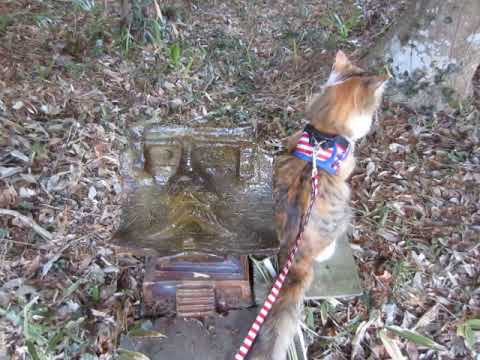 日本猫長毛種三毛猫のみけちゃん、今日も社（やしろ）に参拝。１月２日