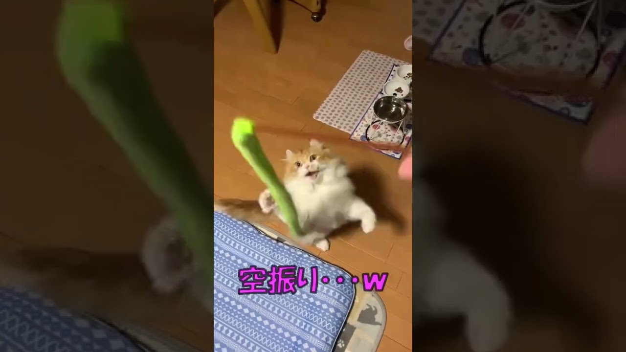 【ｱﾒﾘｶﾝｶｰﾙmocca】ぽっちゃりなｍｏｃｃａがわりと動けるｗ #ねこ #猫 #ｱﾒﾘｶﾝｶｰﾙ