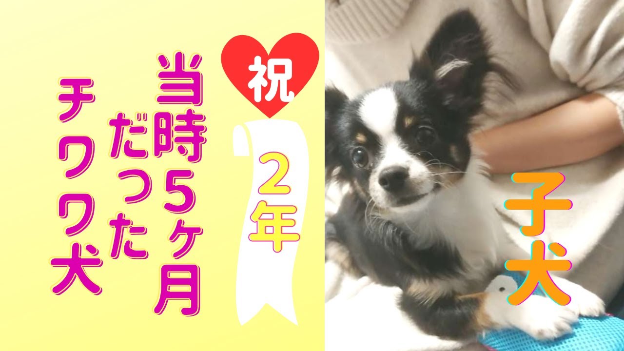【うちの子記念日】我が家に迎え入れてから２年が経ちました