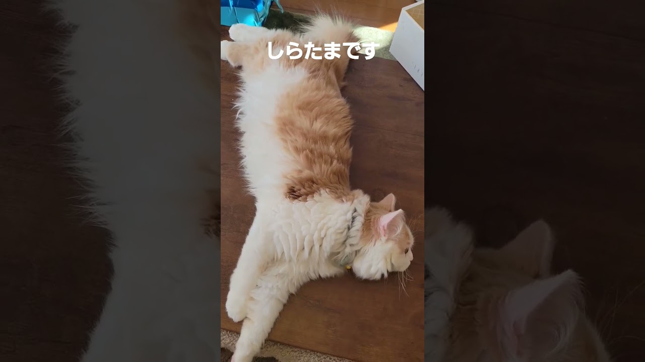【子猫】はみ出る猫#ラガマフィン #猫動画 #cat #shorts