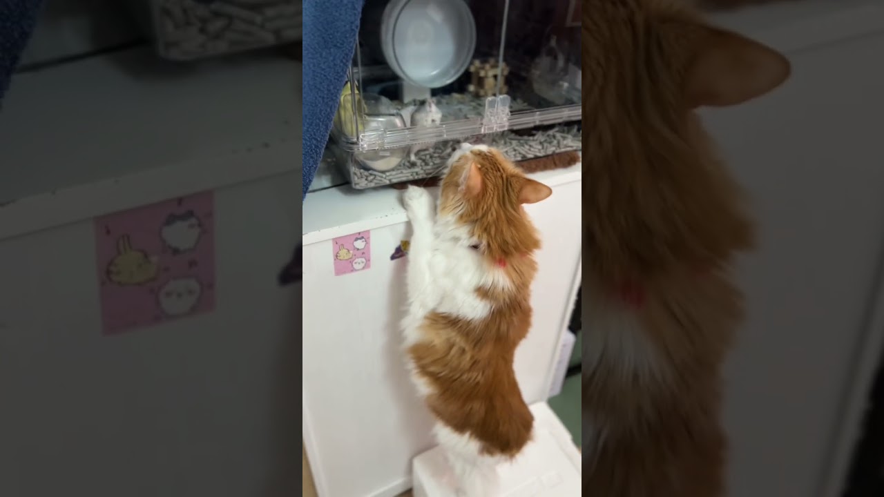 台を上手く使う猫#shorts 【マリー（メインクーン）】