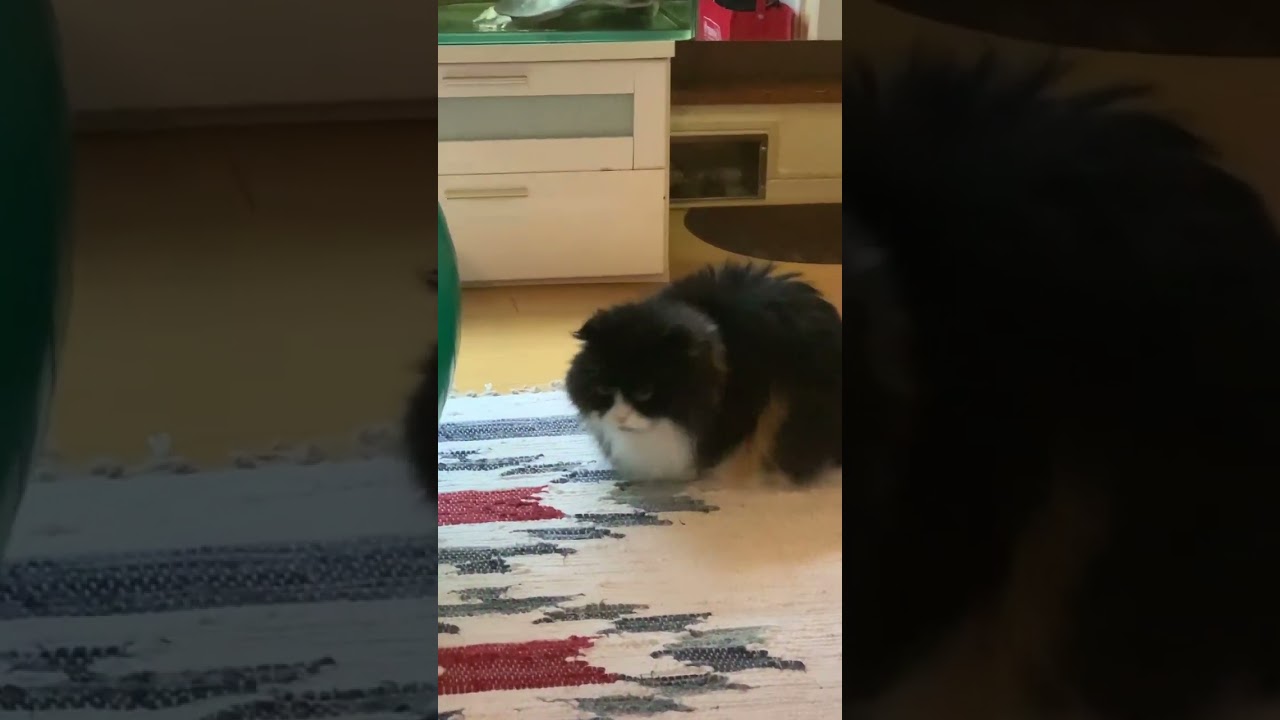 プチダッシュ💨 #スコティッシュフォールド #猫 #猫動画 #猫癒し動画 #かわいい猫 #多頭飼い #もうすぐ300人 #感謝です #もふもふ #猫カフェ気分 @minamin.ch.2022