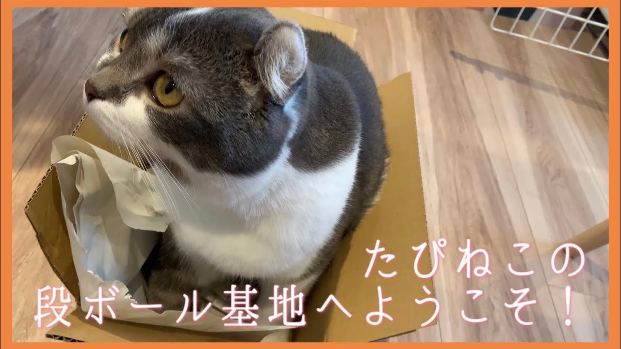 たぴねこの段ボール基地へようこそ！【アメリカンカール】