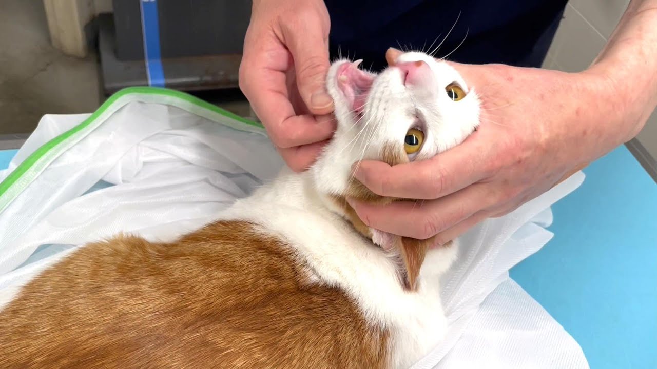 突然元気がなくなって病院に緊急搬送した保護子猫のその後