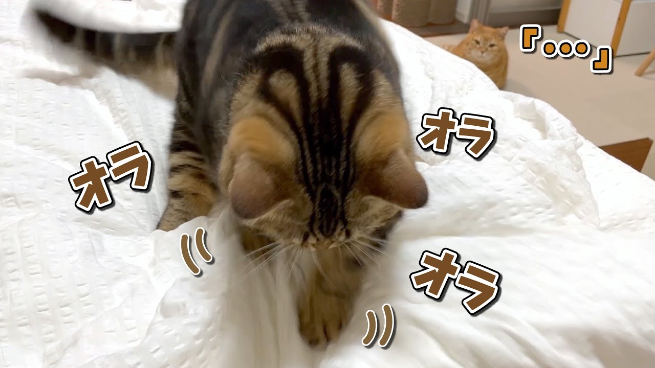 夜のハイテンションになって寝床を荒らす弟猫に呆然とする兄猫w
