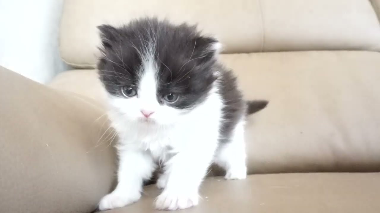 セルカークレックス子猫　2022.9.30産まれ 　ブラック＆ホワイト　女の子　シーダキャット猫のお店