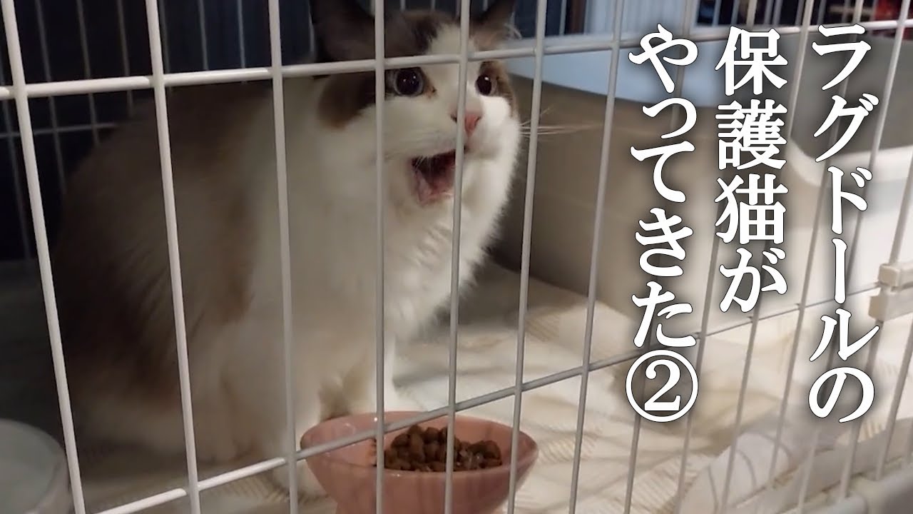 ラグドールの保護猫がやってきた！②　トライアル初日からご飯もトイレもばっちり！
