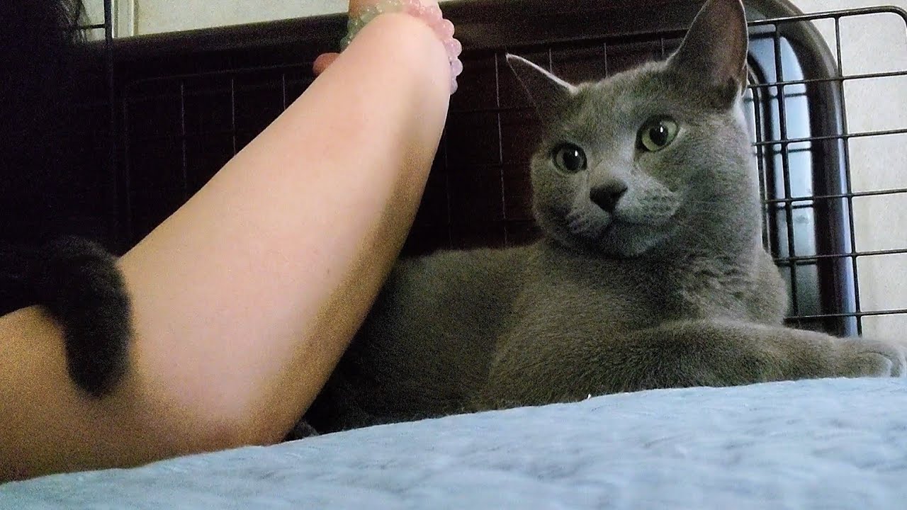 【猫動画】嫁の腕に尻尾を絡ませるロシアンブルー【russianbule】A Russian Blue that wraps its tail around the bride's arm
