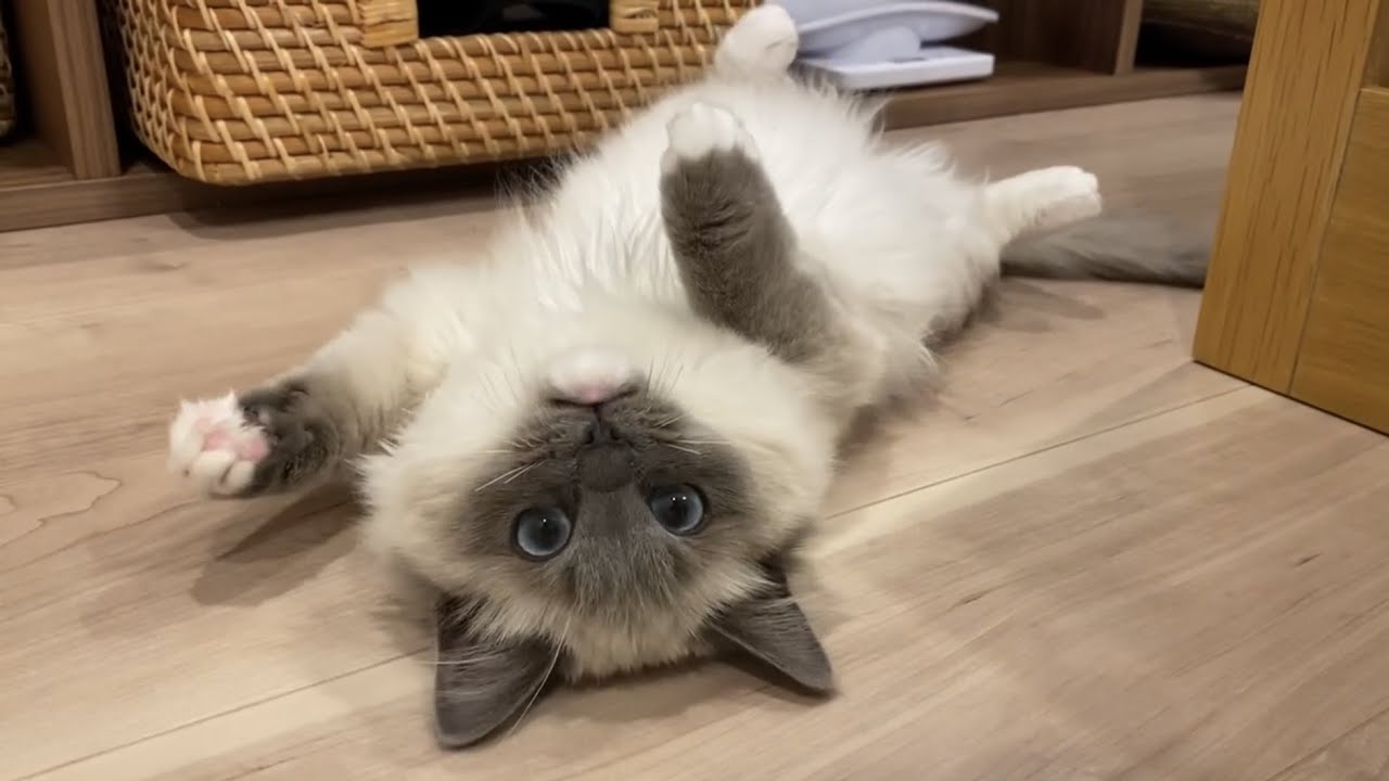 我が家の子猫のかわいい所を紹介します！【ラグドール】vol#4