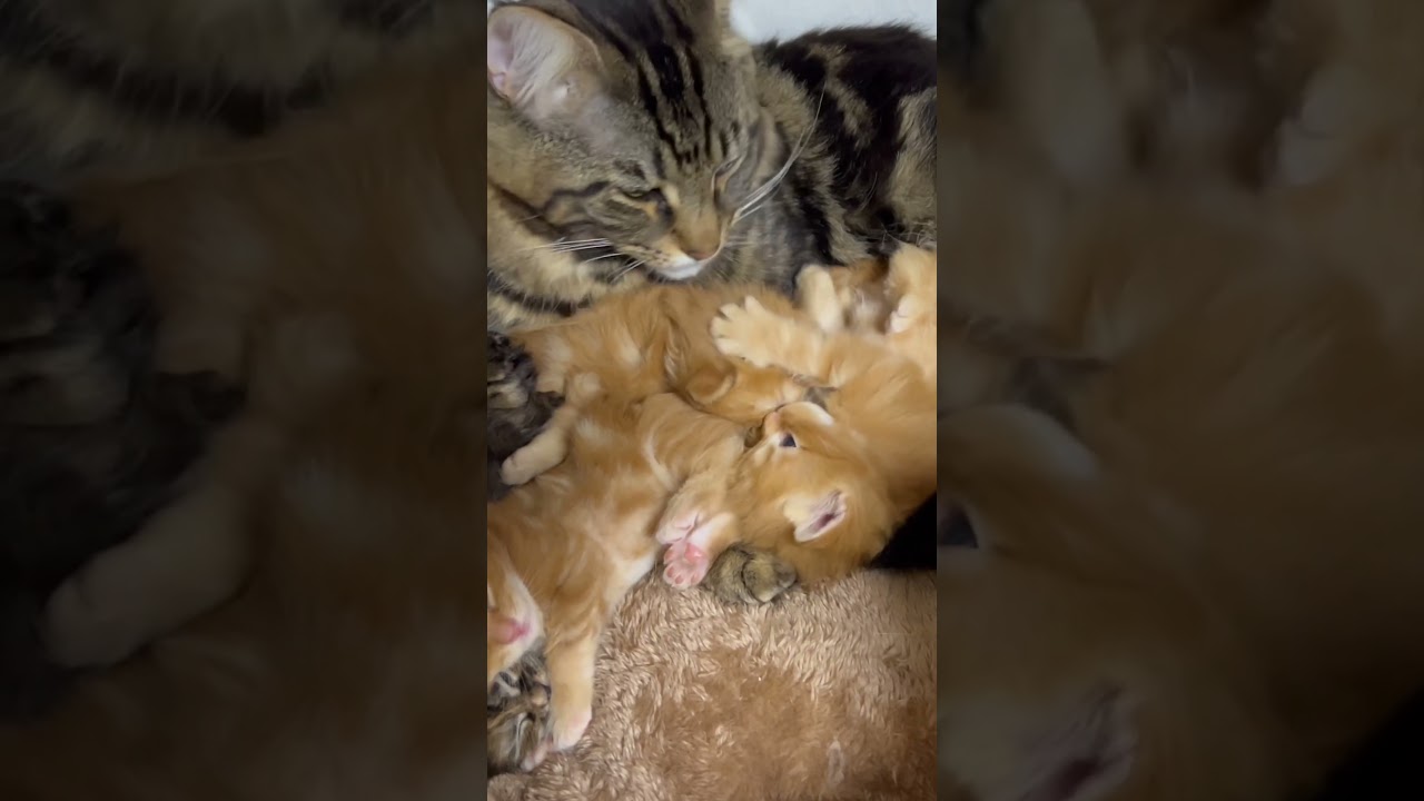 子猫の世話をしたいパパ猫 #かわいい #いやしねこ #メインクーン