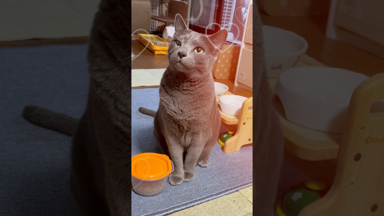 【ロシアンブルー】めろん、今朝も元気です😊右目が少し腫れてるかなぁ🤔【猫】#shorts
