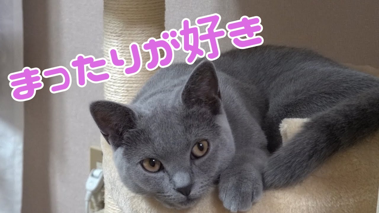 まったりが好きなシャルトリューの子猫です     【シャルトリュー】