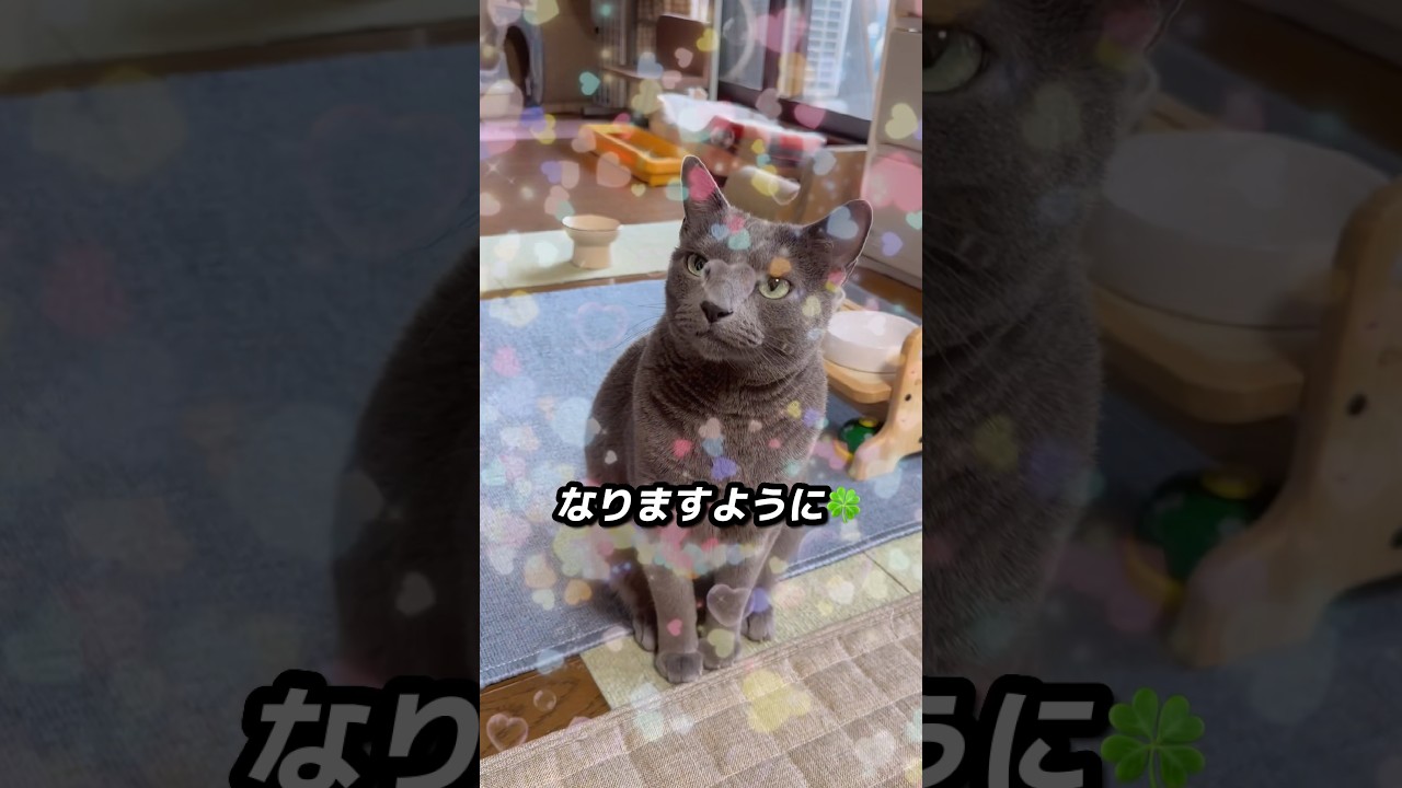 【ロシアンブルー】日曜日の朝、めろんはもちろんいつも通り早起きです🫢【猫】#shorts