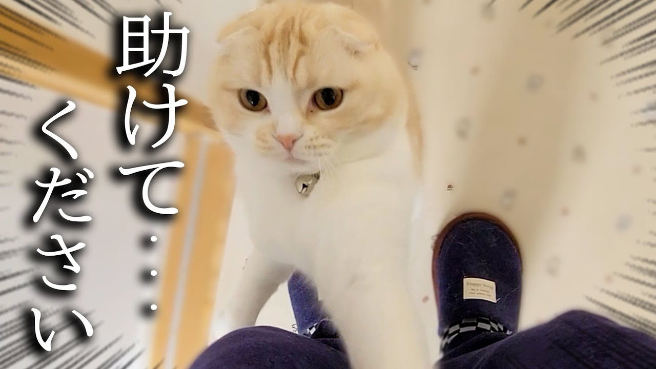 突然ニャーと泣いて抱き着いて来た子猫について行くと犬が異常行動を...