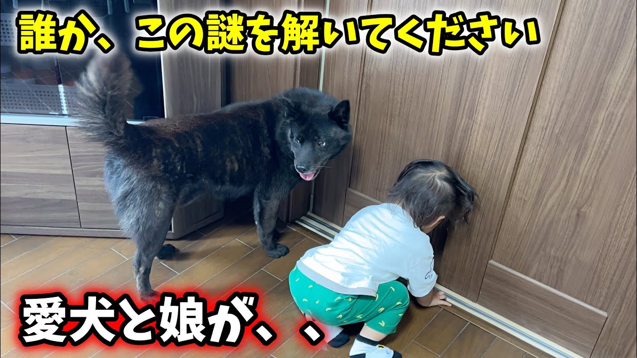 誰か、この謎を解いてください【甲斐犬一休と猫のしずくと娘】