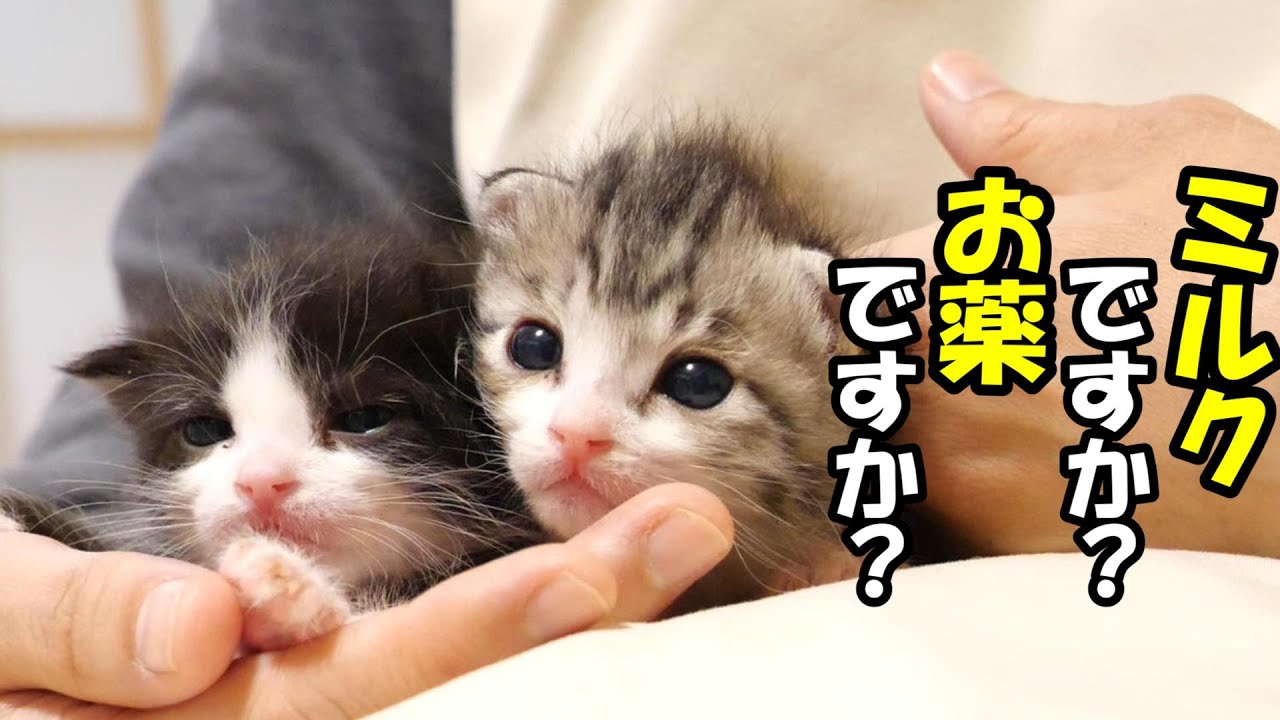 ミルクなの？お薬なの？子猫が不安そうな表情で何が来るのかを待つ【赤ちゃん猫　保護猫】