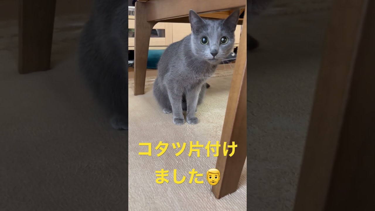 コタツ出して💛と可愛くねだる猫（ロシアンブルー）#shorts
