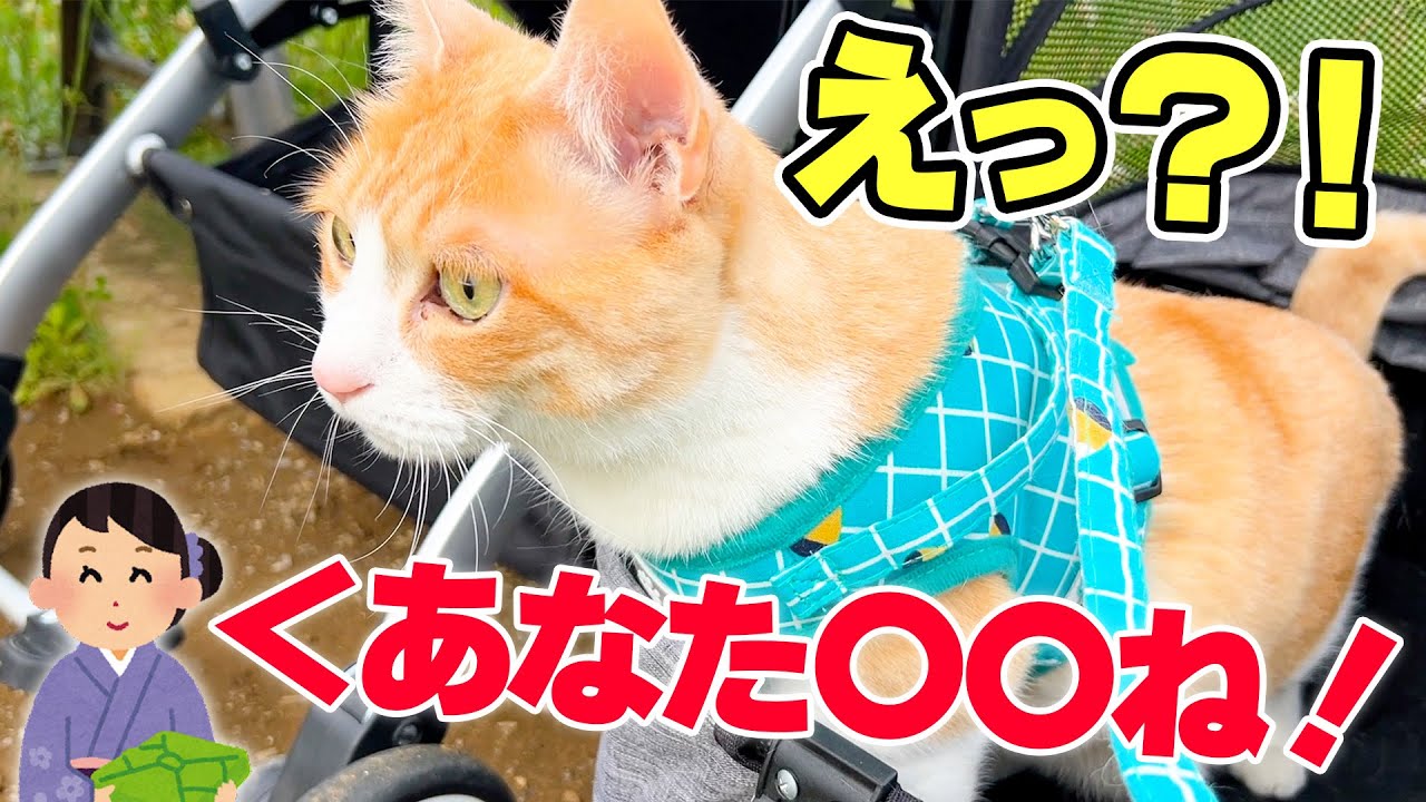 猫が散歩中におばあさまから予想外のことを言われてしまう…