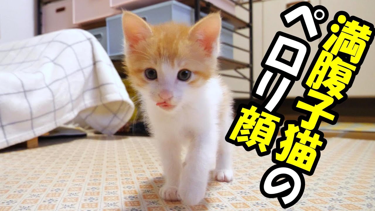 ふたりボッチの子猫　満腹の後は壊れたおもちゃで遊ぶ【赤ちゃん猫　保護猫】