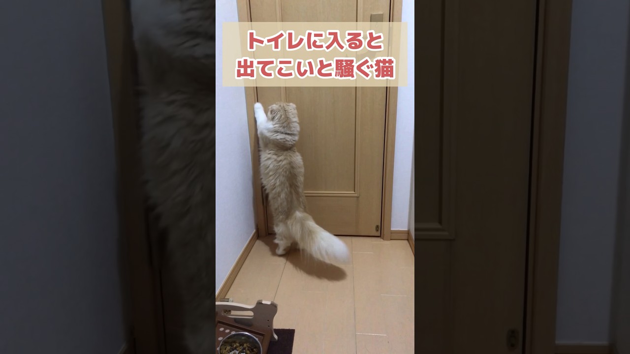 一心不乱にカシカシと騒ぐ猫 #shorts #猫 #スコティッシュフォールド