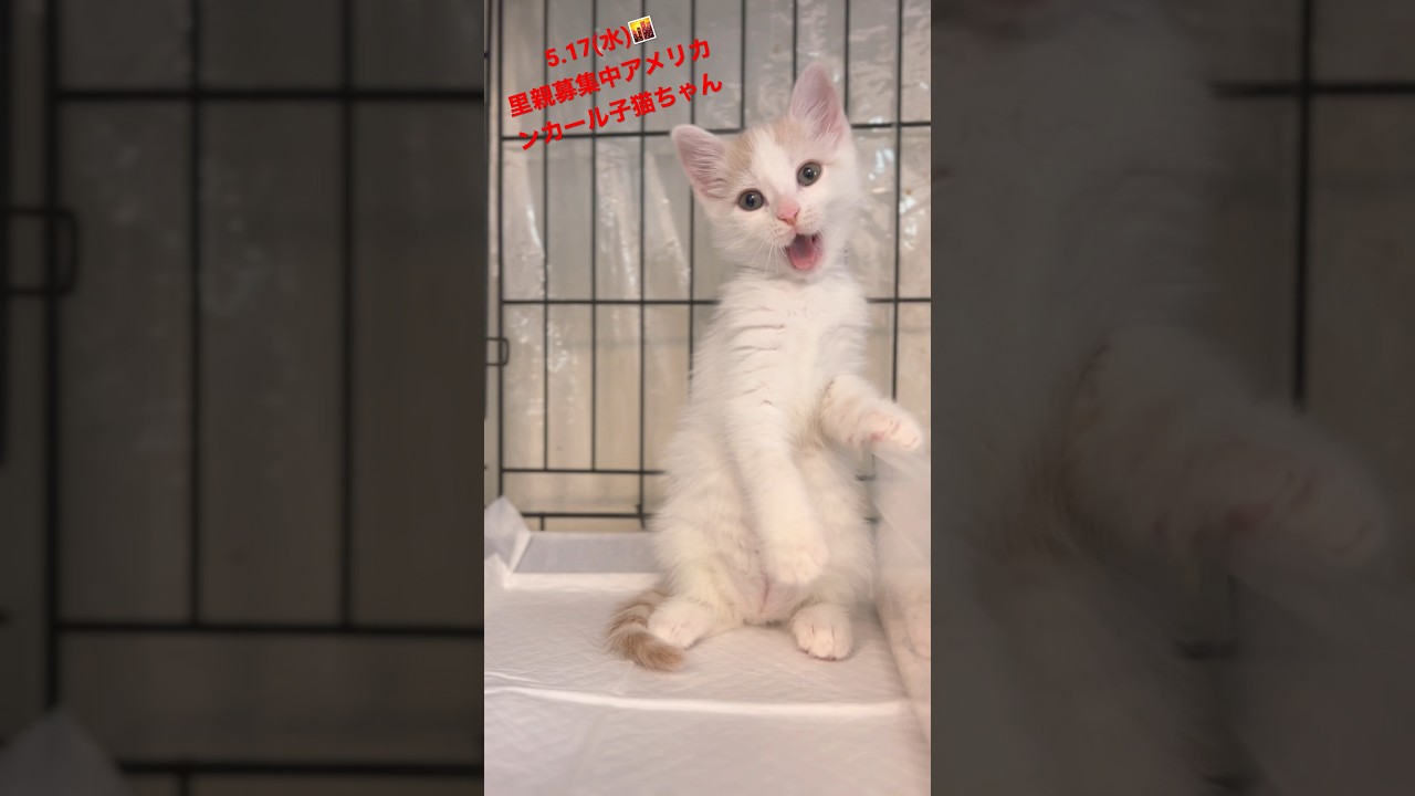 5.17(水)🌆　里親募集中アメリカンカール子猫ちゃん　#保護猫 #可愛い猫 #子猫