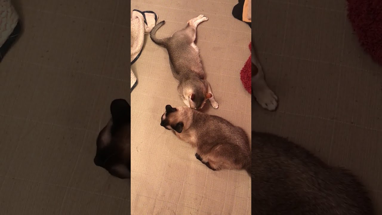 ひねりポーズでたぬき猫をペロペロするシンガプーラなのにゃ♪