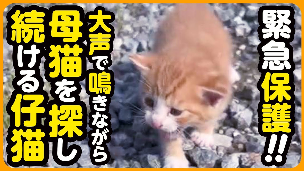 【子猫 保護】お母さんどこなの...？母猫とはぐれ、彷徨う子猫を緊急保護しました