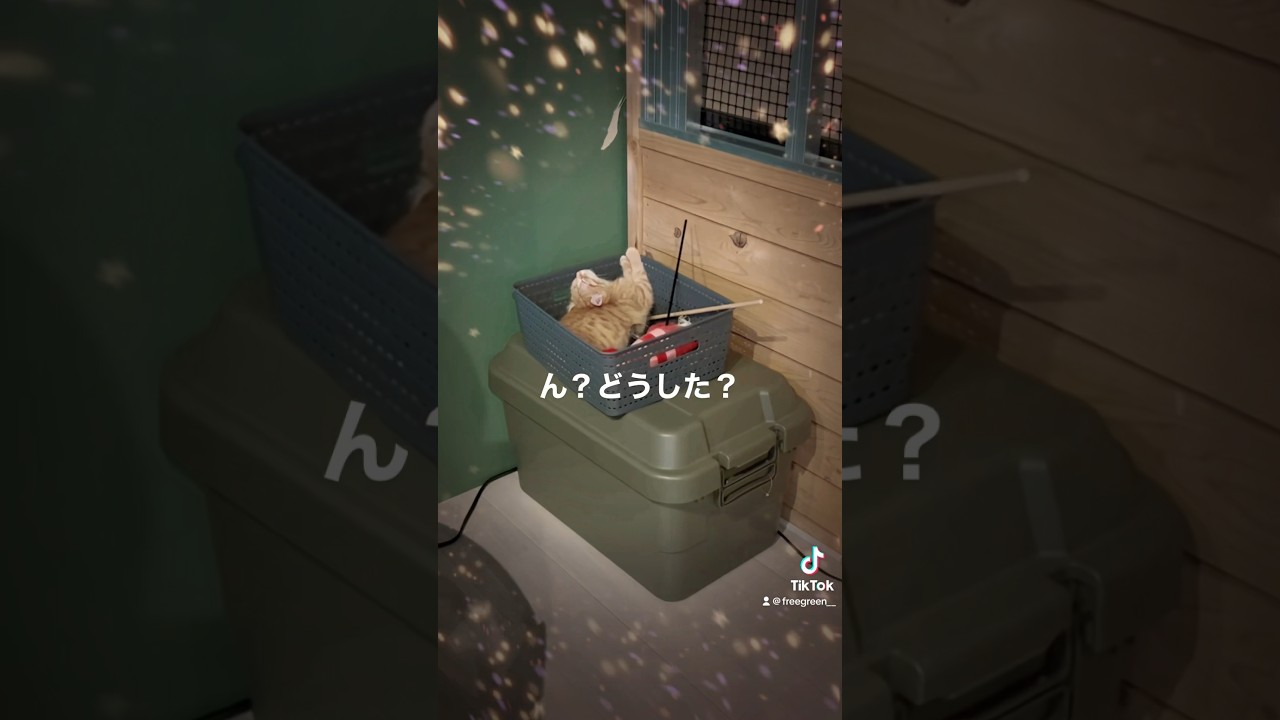 猫は身体が柔らかいな〜🤭✨#子猫 #昼寝 #柔らかい #爆睡 #キンカロー #kitty #nap #cute #softbody #animals #funny #山梨県 #freegreen