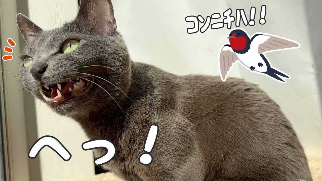 ハムちゃんのクラッキングが独特です…ｗ