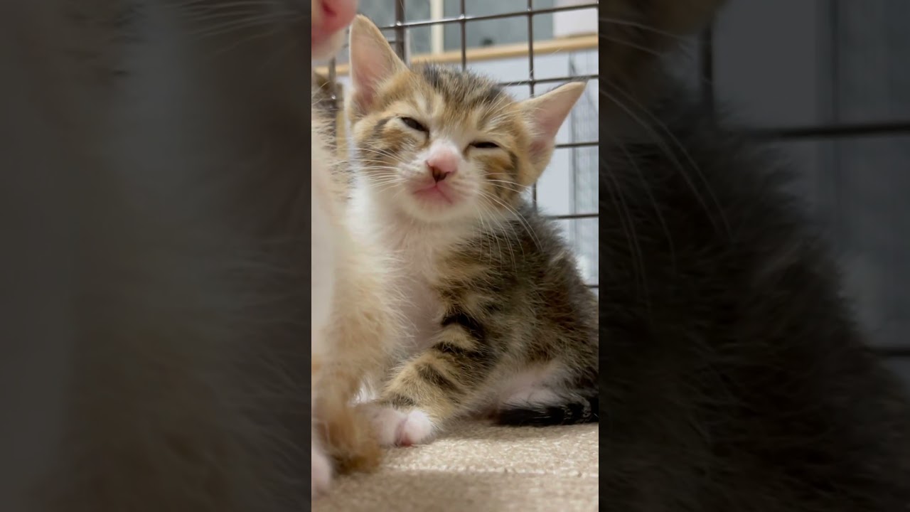 子猫のウトウトは尊い…野良猫が出産した子猫たち。 / lots of cute kittens #shorts