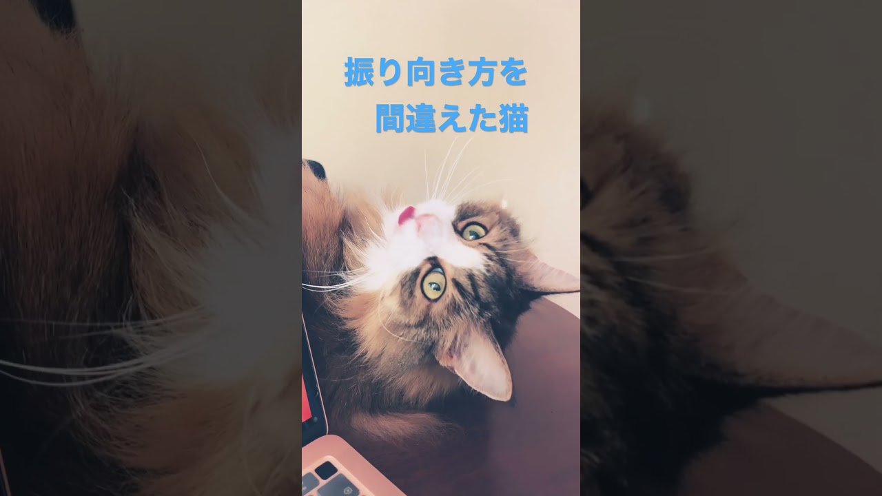 #cat #ノルウェージャンフォレストキャット #cats #猫 #かわいい #shortsvideo #猫動画 #大型猫 #かわいい猫 #shorts