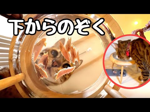 猫のご飯タイムを下からのぞいてみたら可愛過ぎました