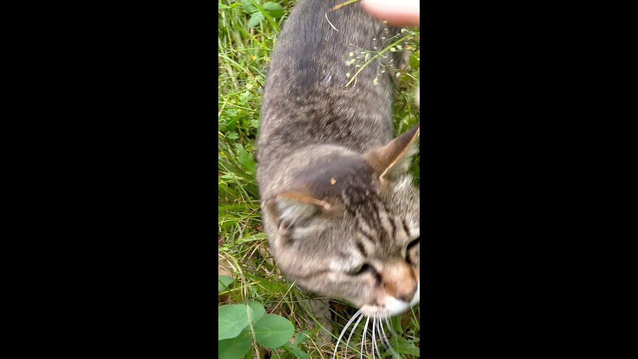 パトロール中に立ち寄ってくれる優しい野良猫 Friendly brown cat stopped by to visit me while he was busy on patrol #shorts