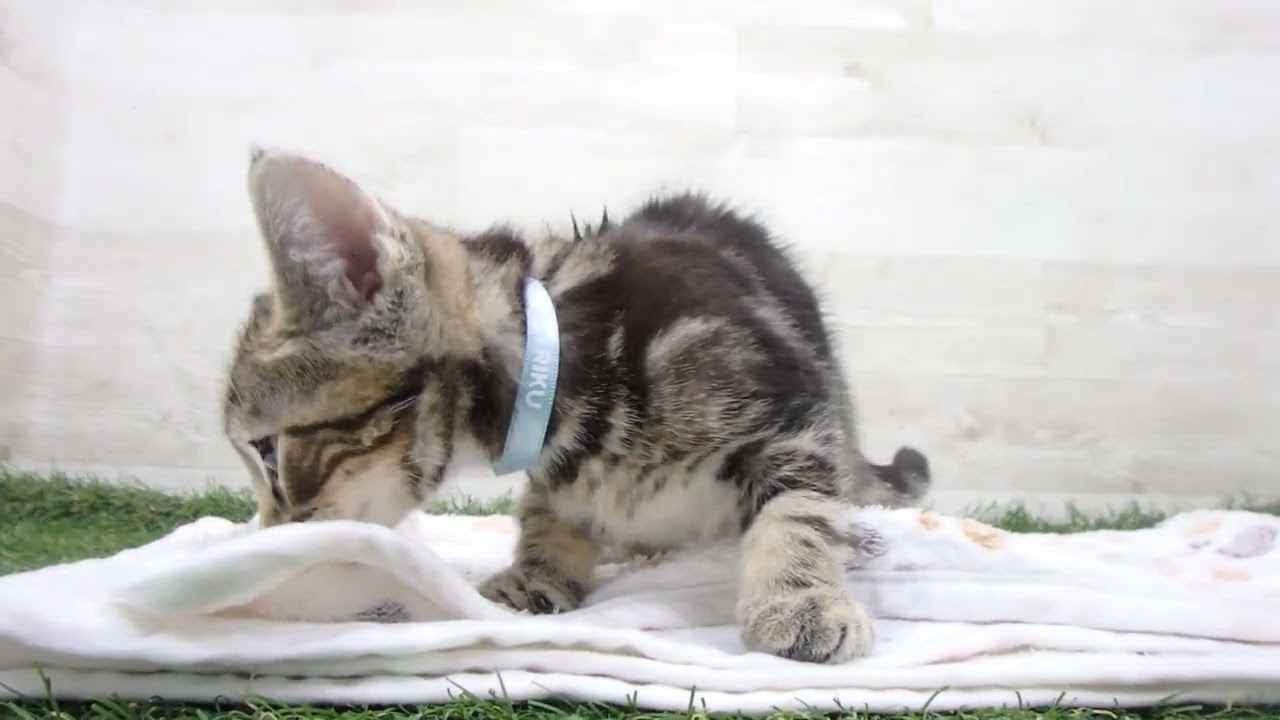 Coo&RIKU　No00634024 アメリカンショートヘアー