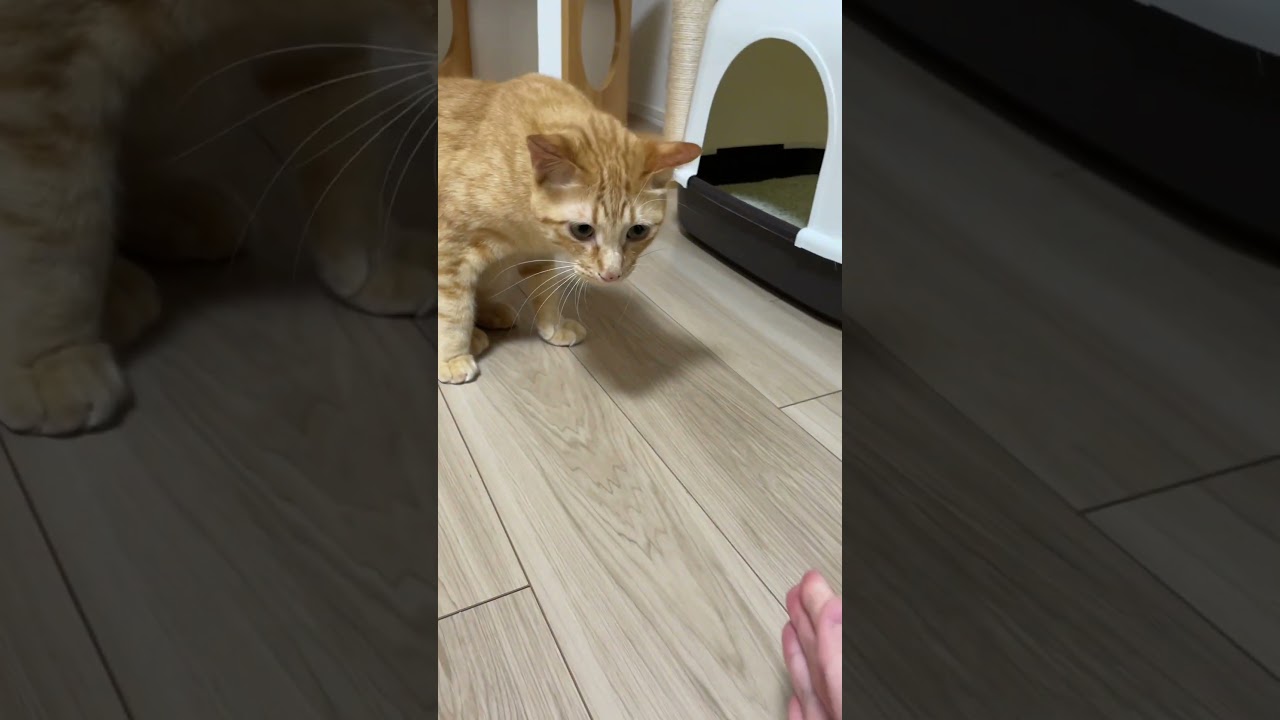 愛猫が悲しげに喧嘩をしていたので仲裁に入った結果...。　#shorts