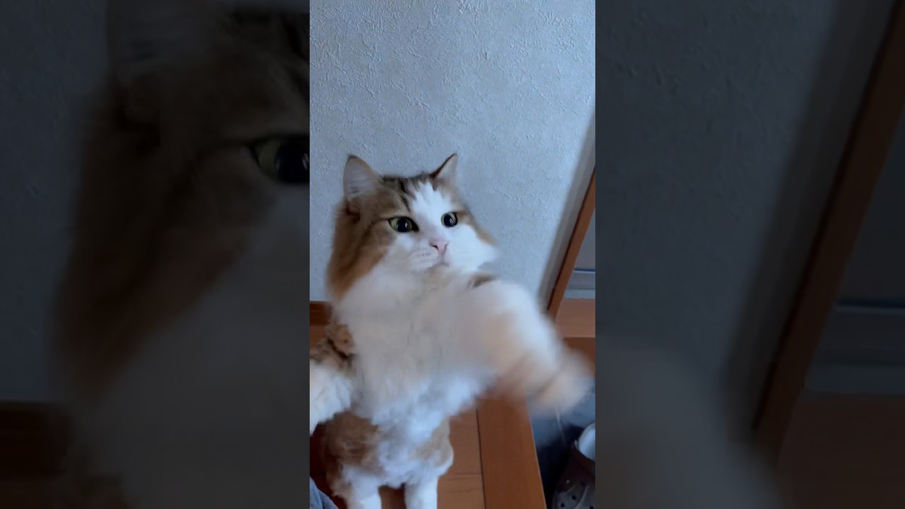 子猫に戻ったおっさん猫 #ひのき猫 #猫 #秀吉